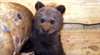 Bärenwaise in Polen gerettet