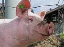 Der Schweinebestand stagniert seit einigen Jahren bei rund 1,5 Mio. Tieren.