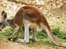 Kängurus stossen weniger umweltschädliches Methangas aus, als Kühe und Schafe.