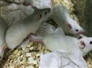 Mehrere Mäuse in einen Käfig in einem Forschungslabor.