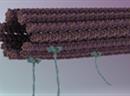 Sogenannte Mikrotubuli dienen als Transporter für die Montage mehrerer molekularer Objekte.