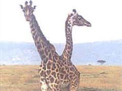 Massai-Giraffen sind in Zoos äusserst selten. (Archivbild)
