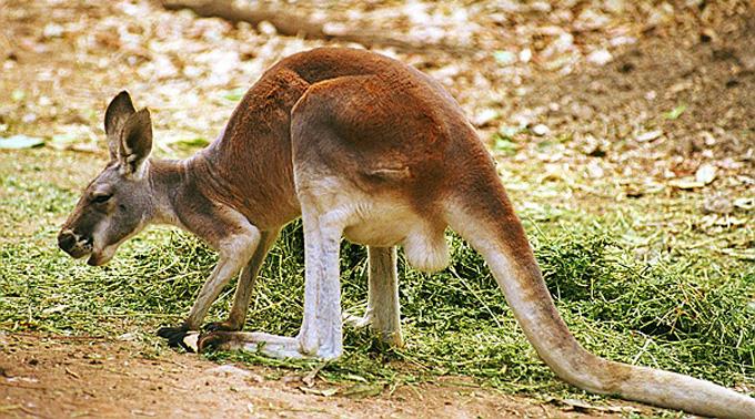 Kängurus stossen weniger umweltschädliches Methangas aus, als Kühe und Schafe.