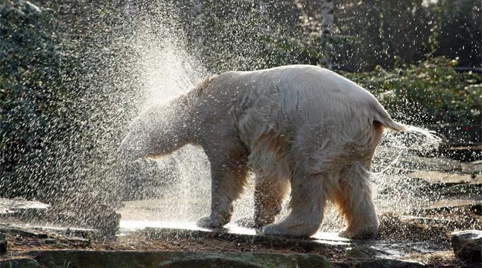 Knut ertrank 2011 in einem Wassergraben.