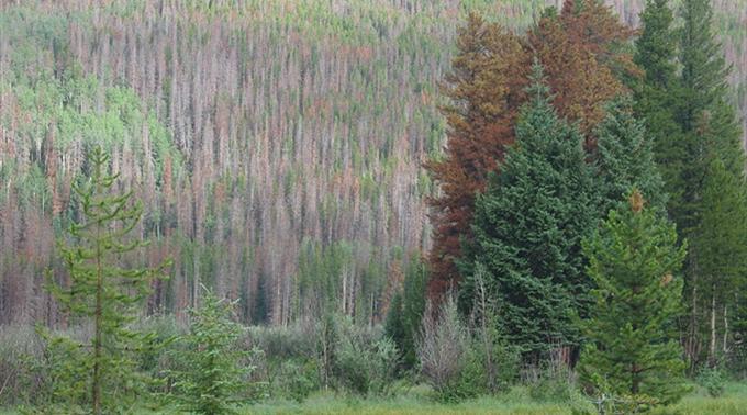Schadstoffe aus China - Tote Bäume in den Rocky Mountains...