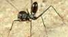 Chinese wegen Ameisen-Betrug zum Tode verurteilt