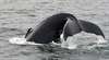 Japan beendet Walfangsaison im Südpolarmeer