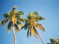 Palmen bieten weniger Schatten als Eichen.